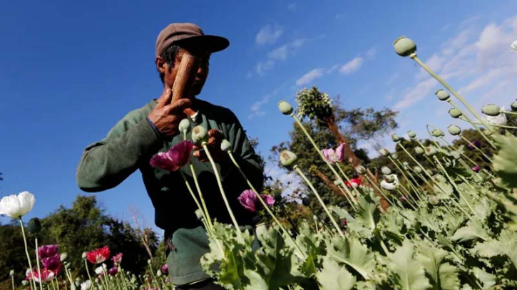 Myanmar's civil war drives up drug production