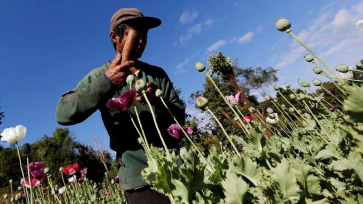 Myanmar overtakes Afghanistan as world's biggest opium producer