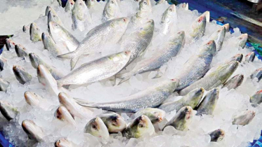 Bangladesh revokes ban on hilsa export to India, allows 3000 tonne shipment